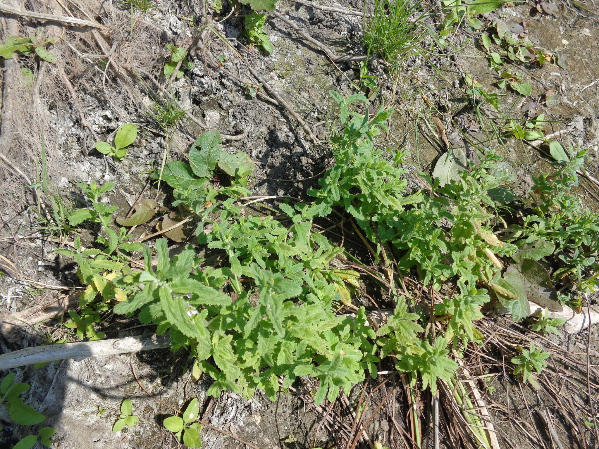 Image of Water germander