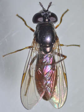 Image of Platycheirus russatus Vockeroth 1990