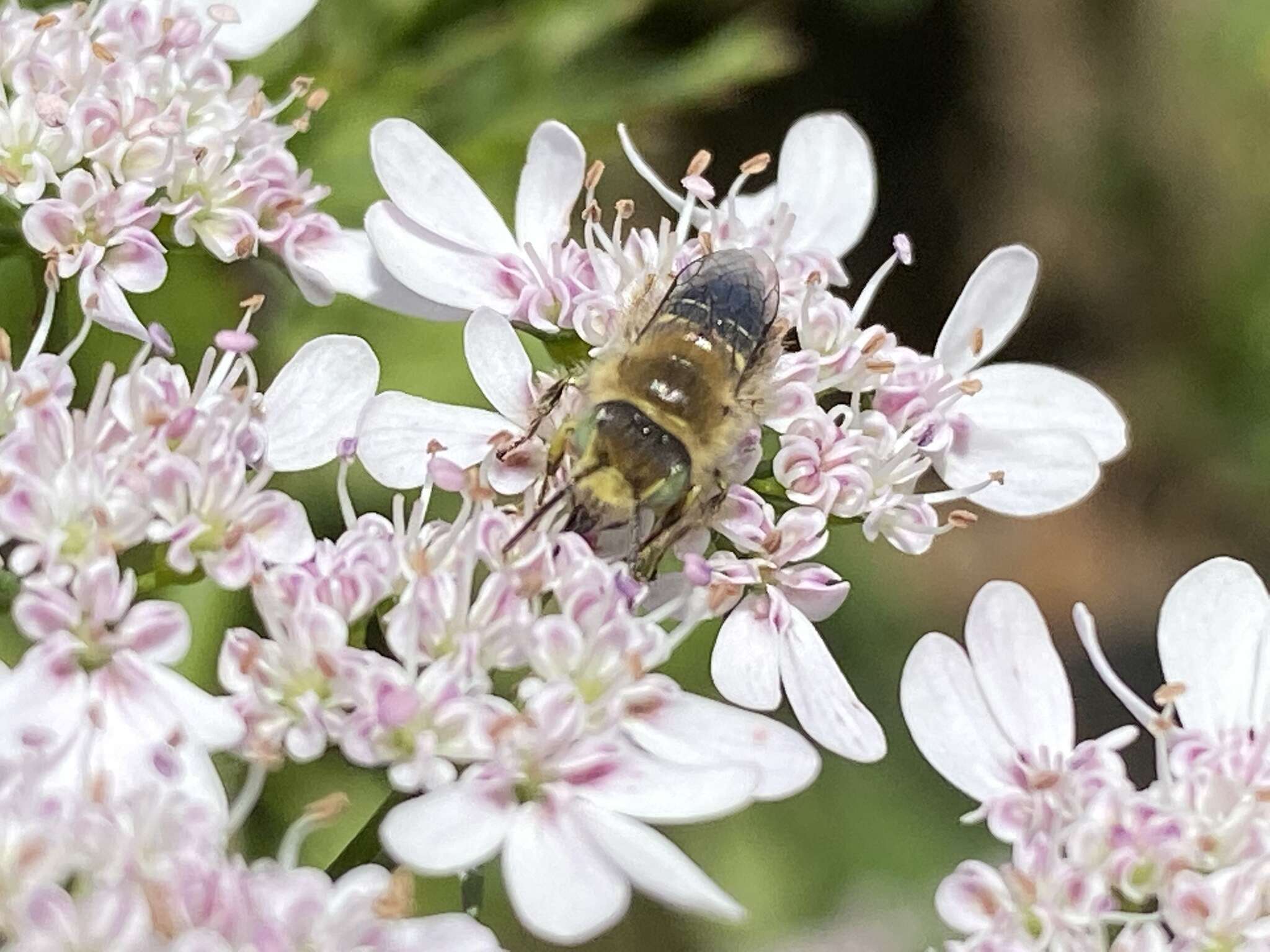 Image of Calliopsis trifasciata (Spinola 1851)