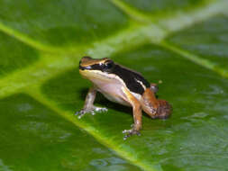 Image of Pratt's Rocket Frog