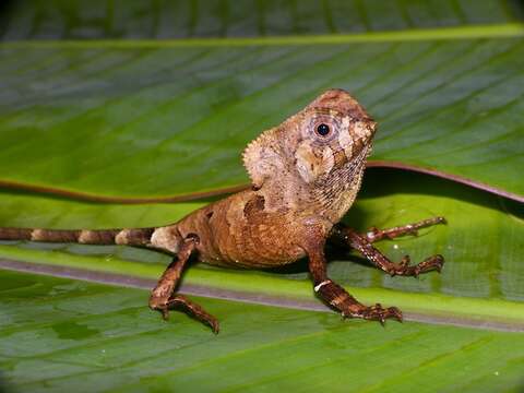 Image of Corytophanes