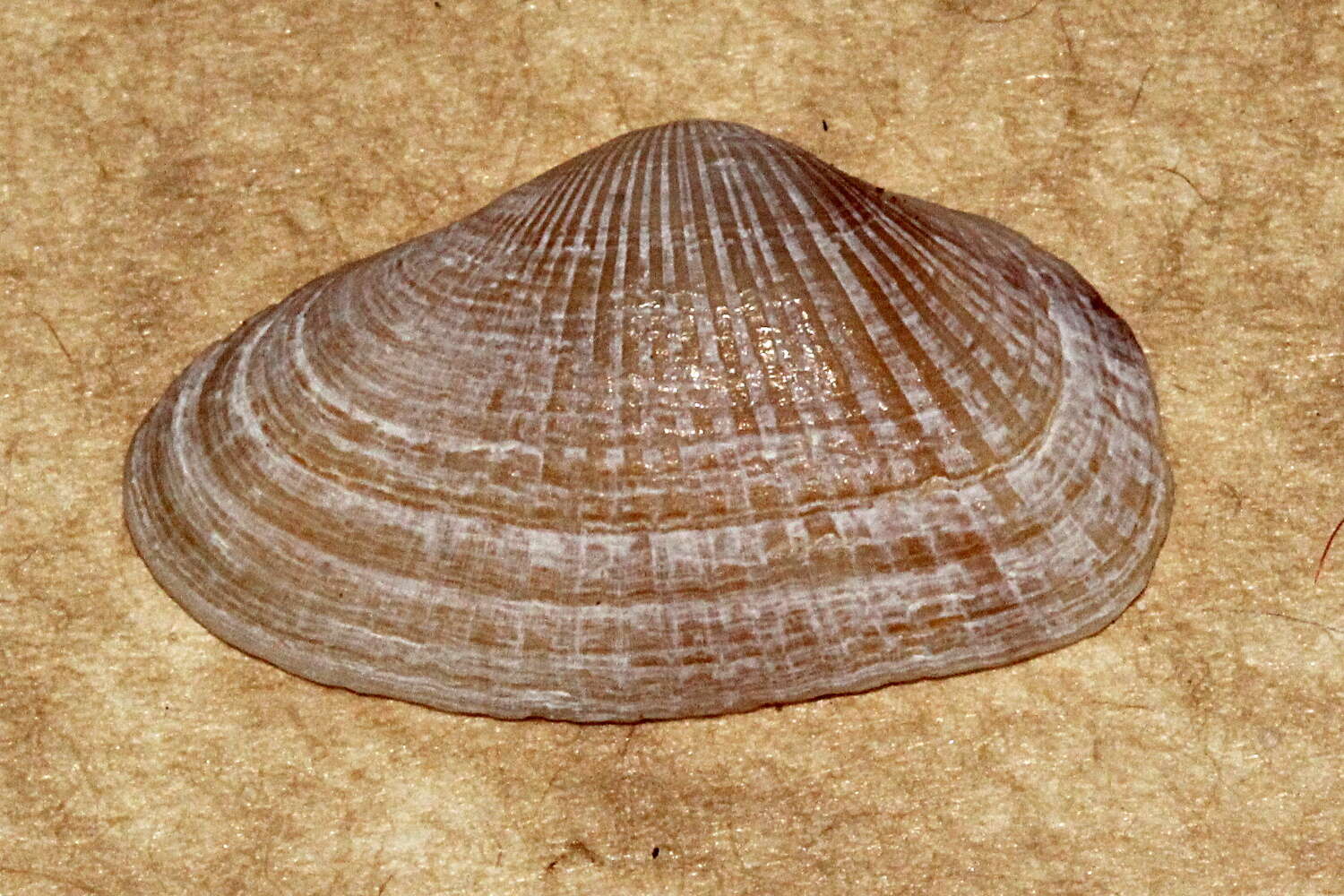 Слика од Hemidonax dactylus Hedley 1923