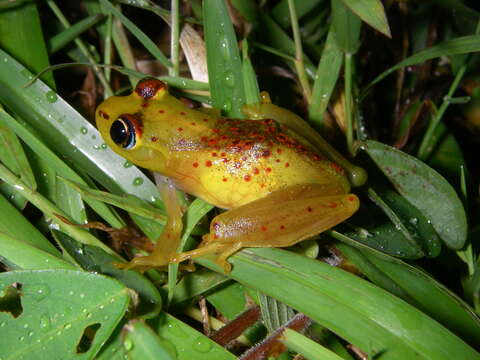 Image of Boophis bottae Vences & Glaw 2002