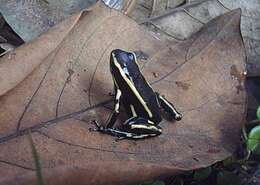 Image of Yellow-striped Poison Frog