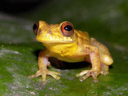 Image of Dendropsophus bogerti (Cochran & Goin 1970)