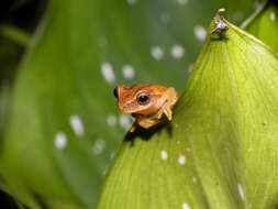 Image of Small-headed Treefrog