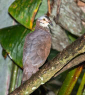 Image of White-throated Quail-Dove