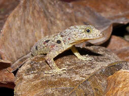 Image of Yellow-headed gecko