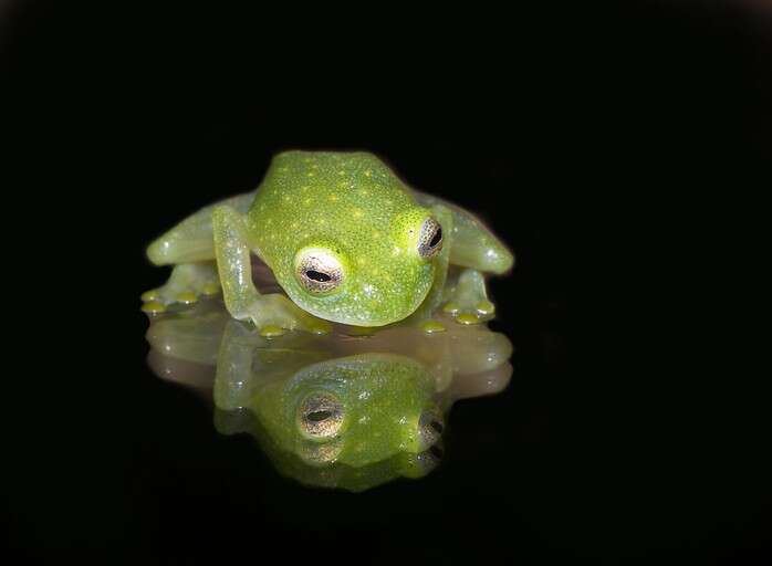 Image of Fleischmann's Glass Frog