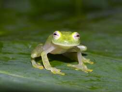 Image of Fleischmann's Glass Frog