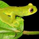 Image of Charta Treefrog
