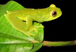 Image of Charta Treefrog