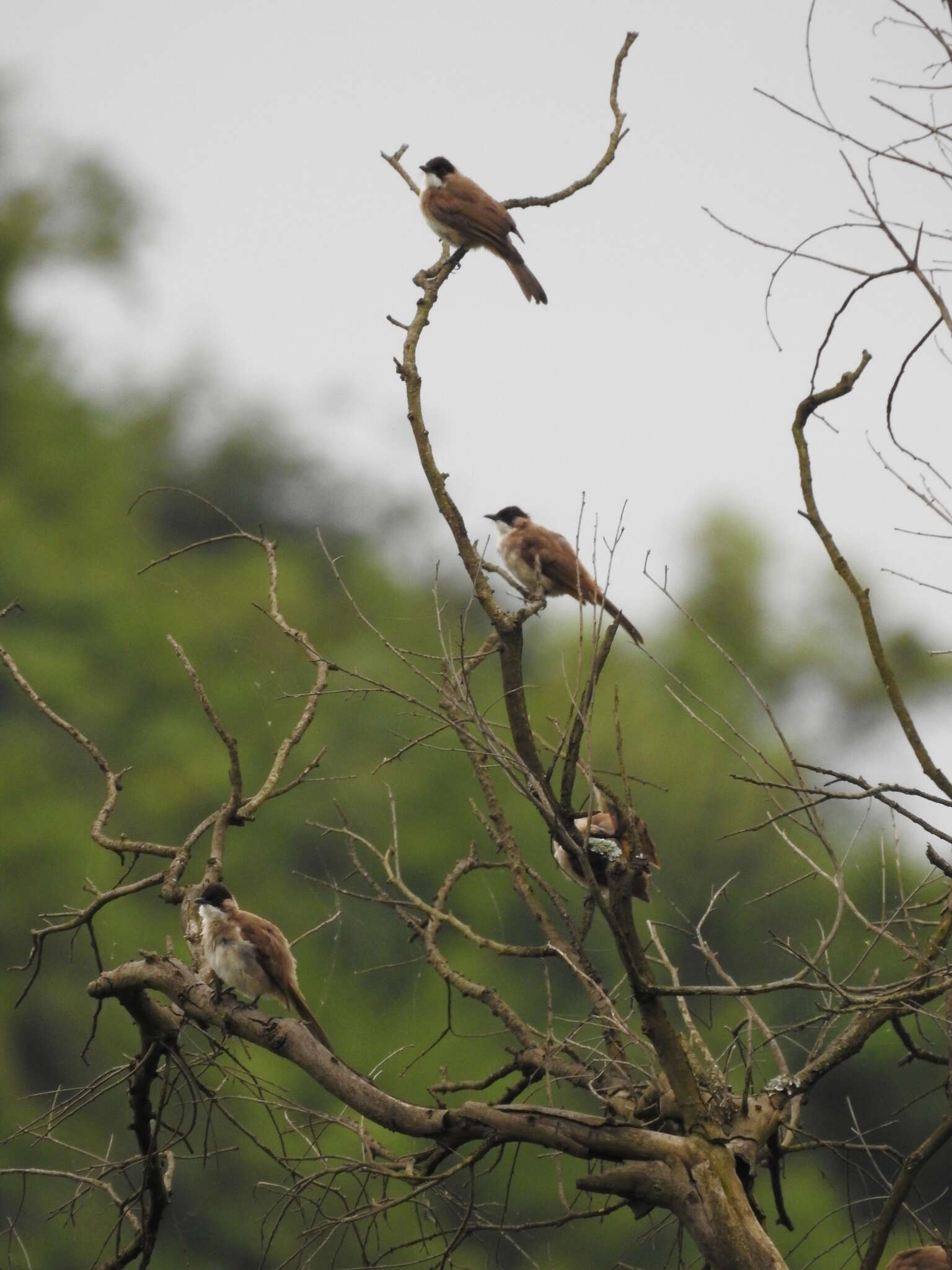 Image of Brown-breasted Bulbul