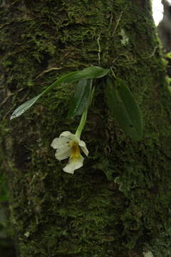 Image of Trichocentrum pulchrum Poepp. & Endl.