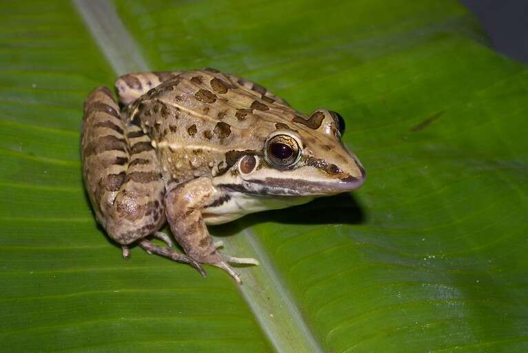 Image of rufous frog