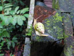 Image de <i>Amphidromus hamatus</i> Fulton 1896