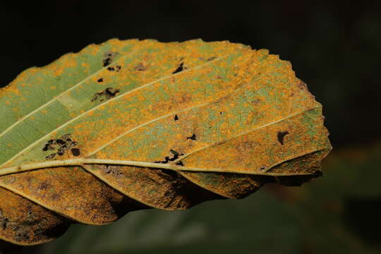 Image of Melampsoridium