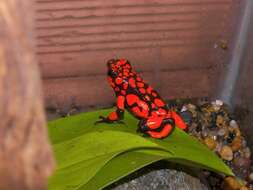 Image of Harlequin Poison Frog