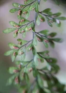 Image of limestone spleenwort