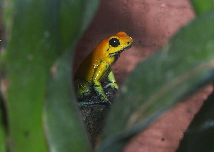 Image of Black-legged Poison Frog