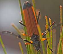 Image of Tritocosmia atricilla Newman 1850