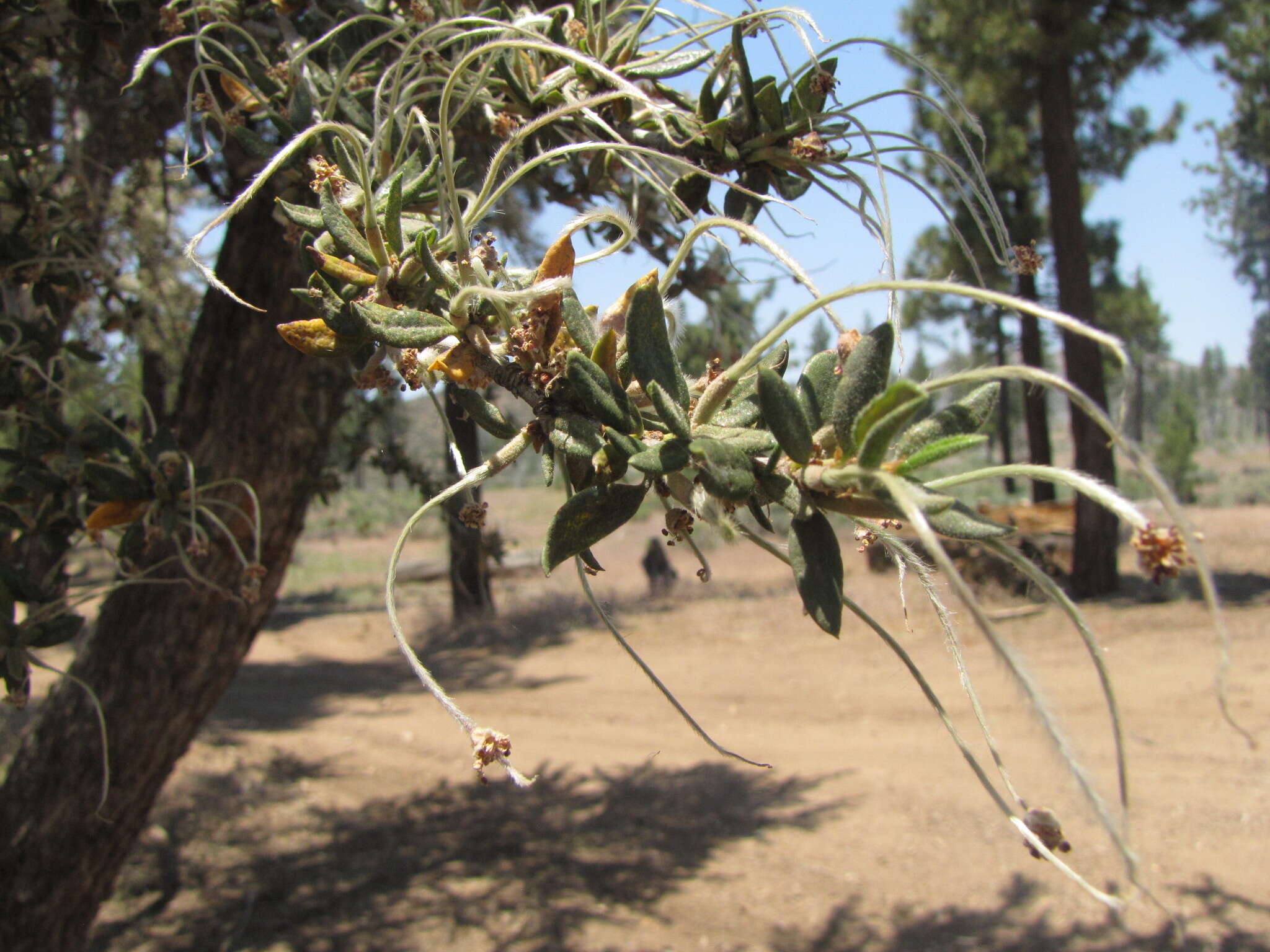 Plancia ëd Cercocarpus ledifolius Nutt.