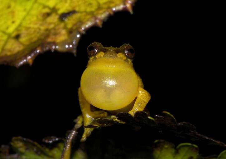 Image of Serna's Robber Frog