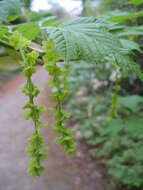 Image of Grey-budded snake-bark-maple