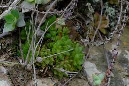 Слика од Haworthia turgida Haw.