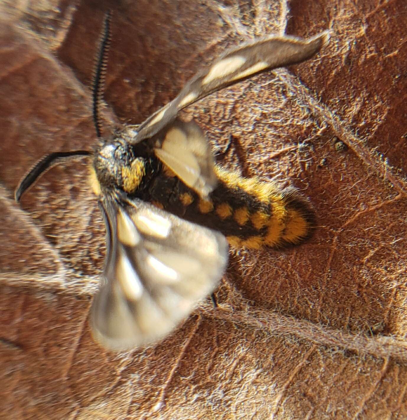 Sivun Ceryx anthraciformis Wallengren 1860 kuva