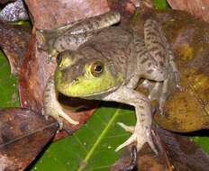 Слика од Lithobates catesbeianus (Shaw 1802)