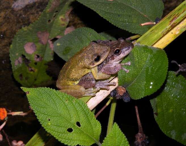 Imagem de Scinax ruber (Laurenti 1768)