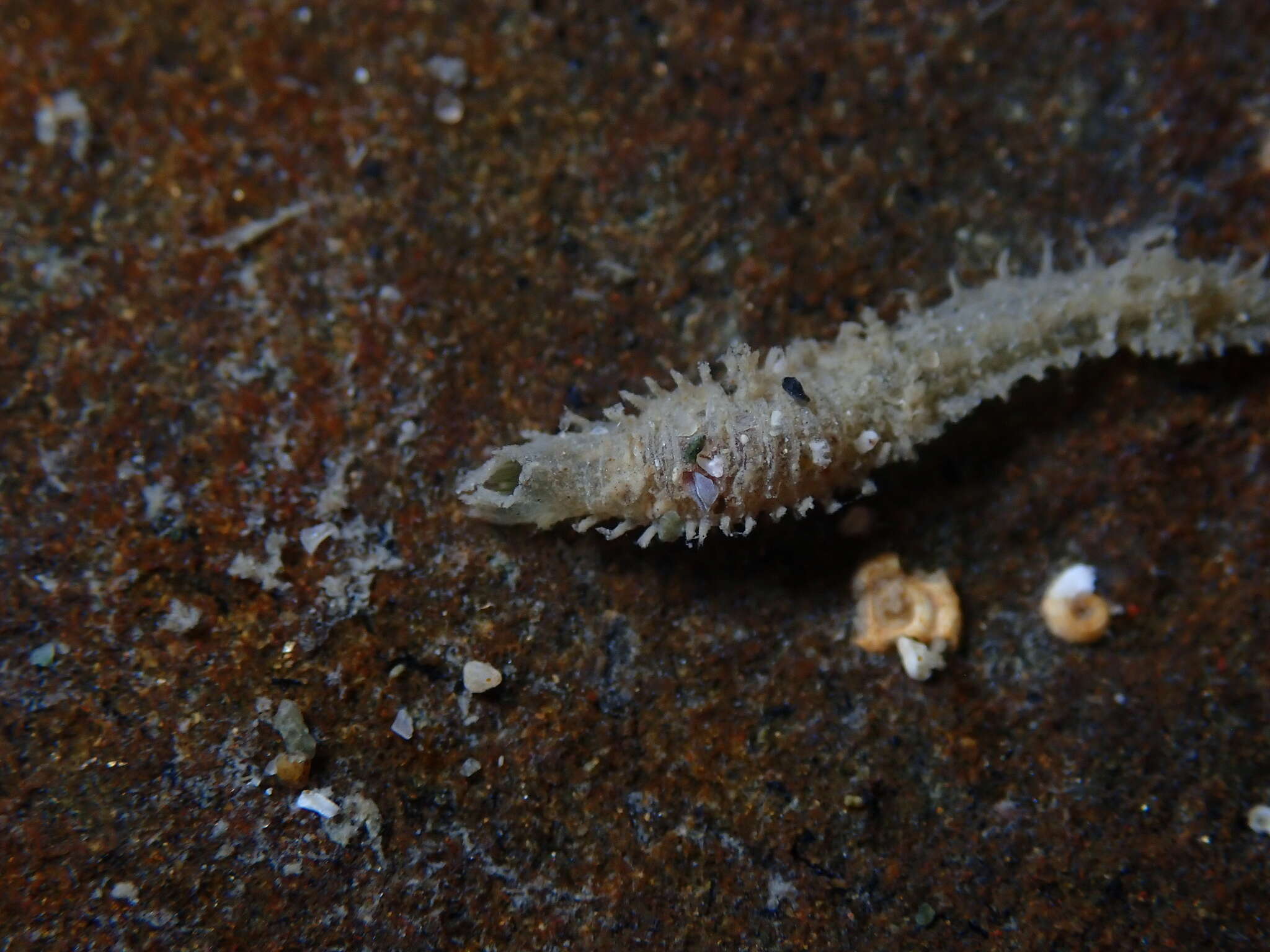 Image of Flabelligera bicolor (Schmarda 1861)