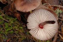 Image of Mycena haematopus (Pers.) P. Kumm. 1871