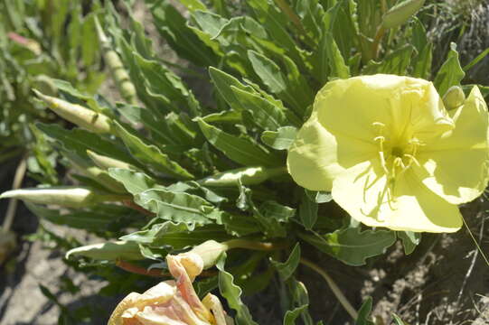 Image de Oenothera howardii (A. Nels.) W. L. Wagner