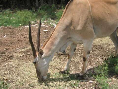 Image of Eland