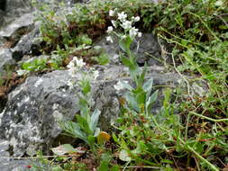 Image of Iberodes commutata (G. López) Serrano, R. Carbajal & S. Ortiz