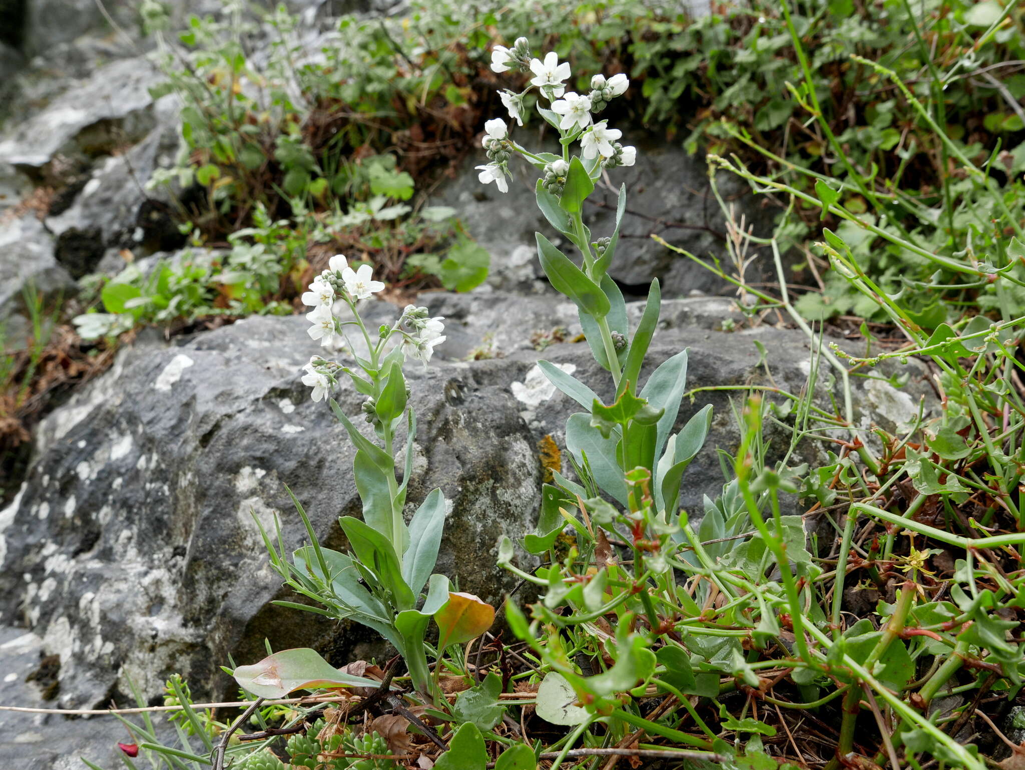 Image of Iberodes commutata (G. López) Serrano, R. Carbajal & S. Ortiz