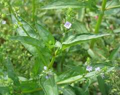 Image of Blue Water-speedwell