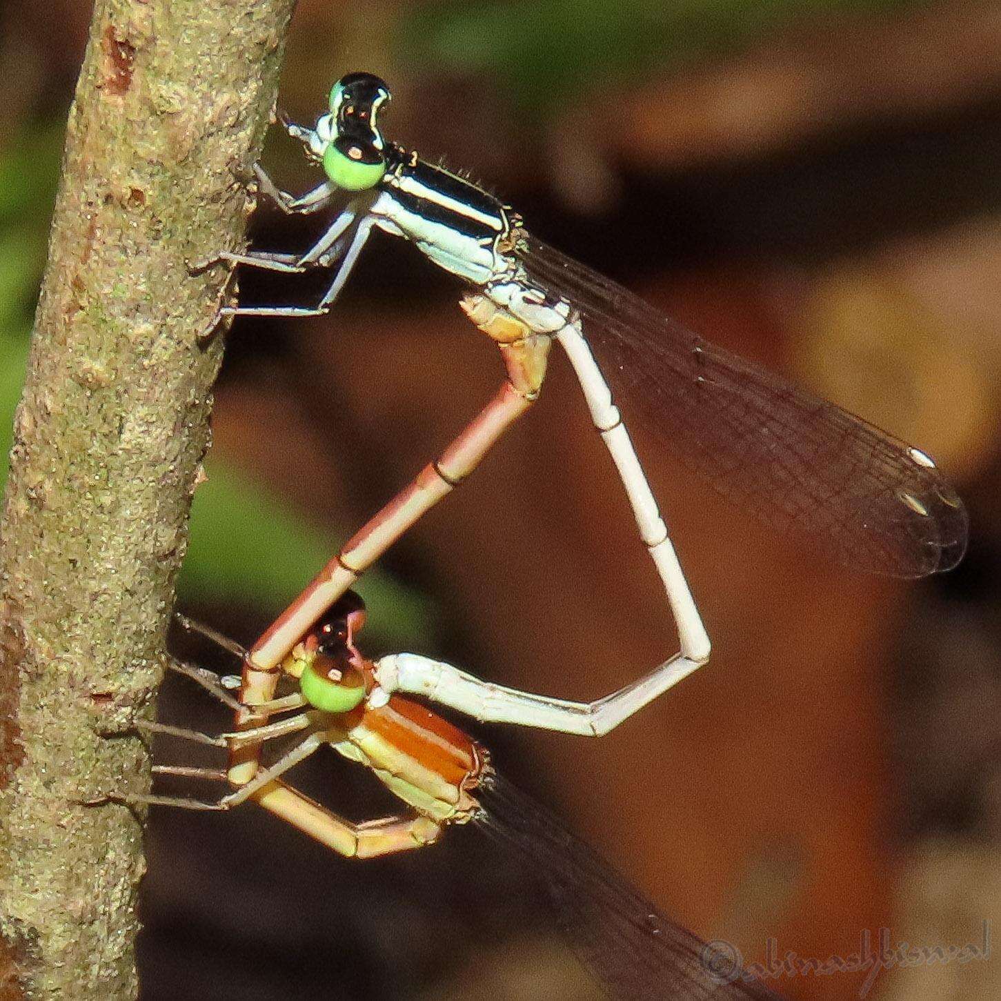 Imagem de Agriocnemis lacteola Selys 1877