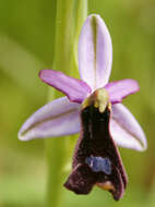 Слика од Ophrys bertolonii Moretti