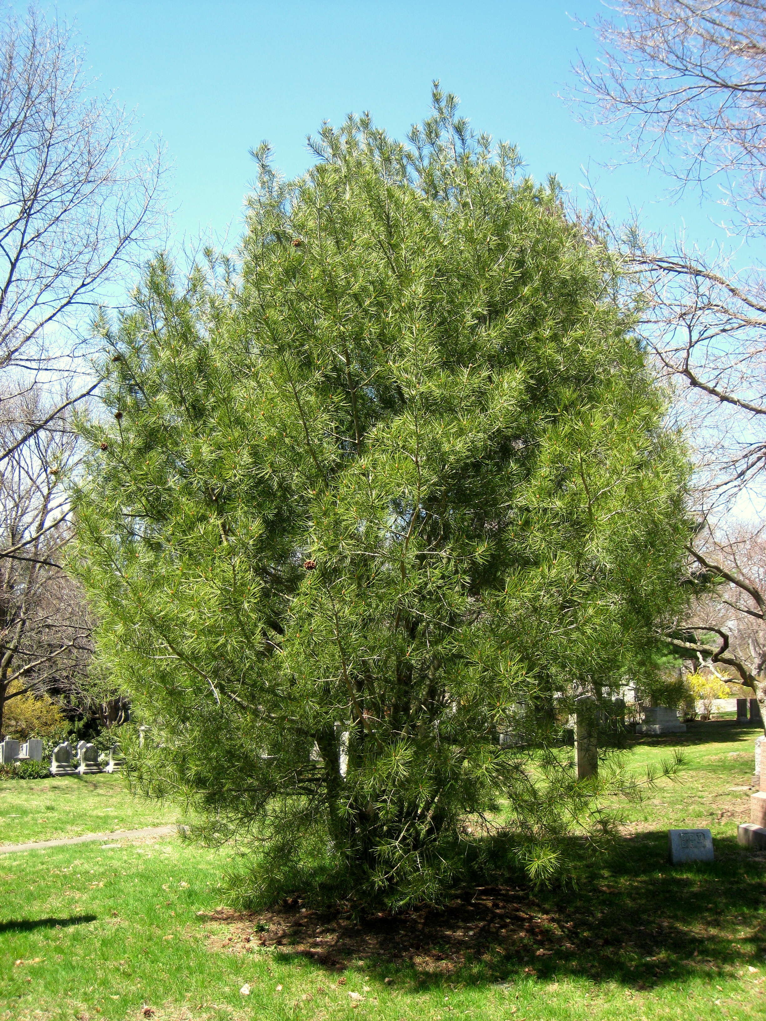 Image of Bunge's pine