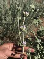 Image of San Clemente Island bushmallow