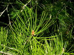 Image of Bunge's pine