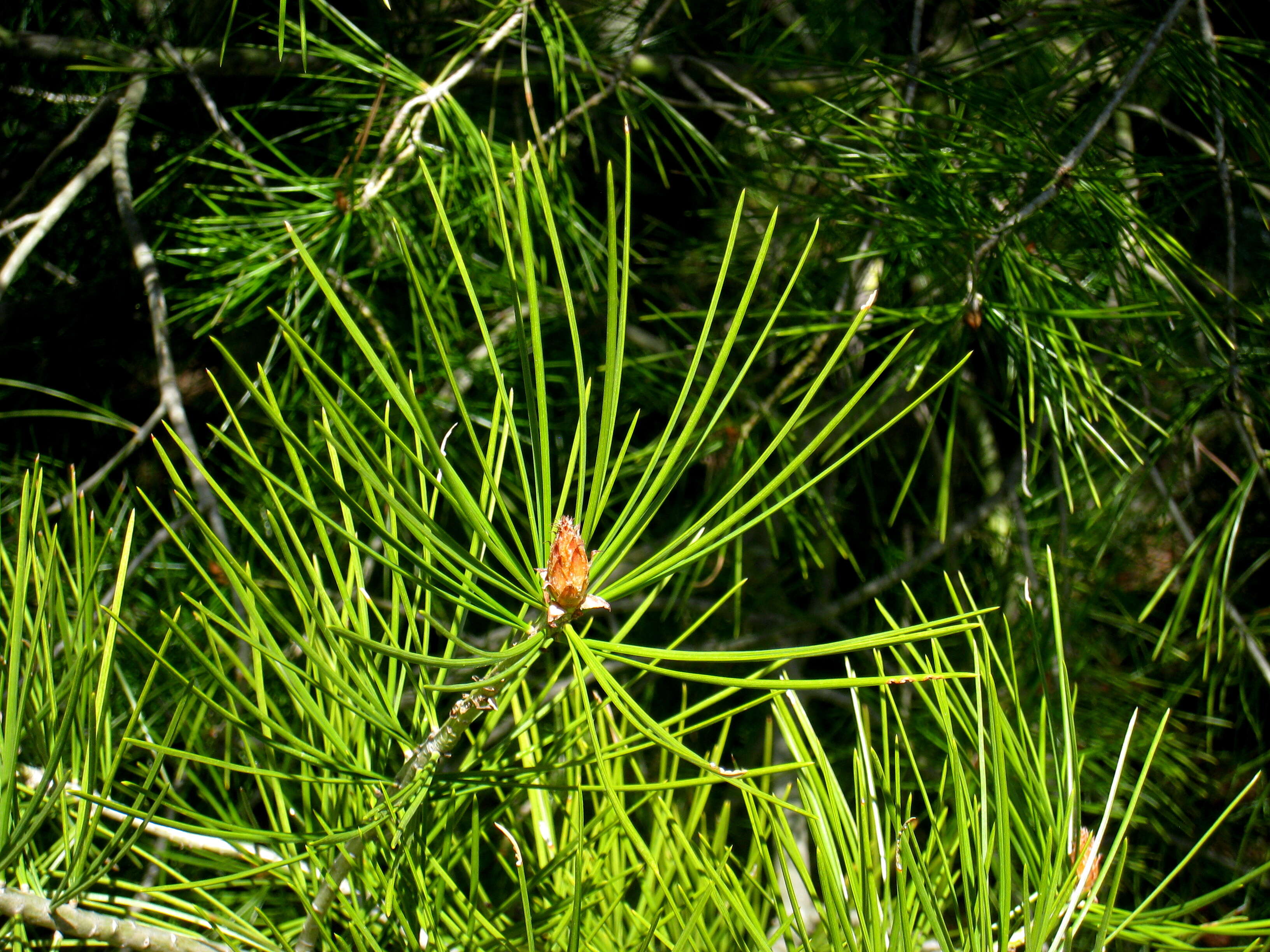 Image of Bunge's pine