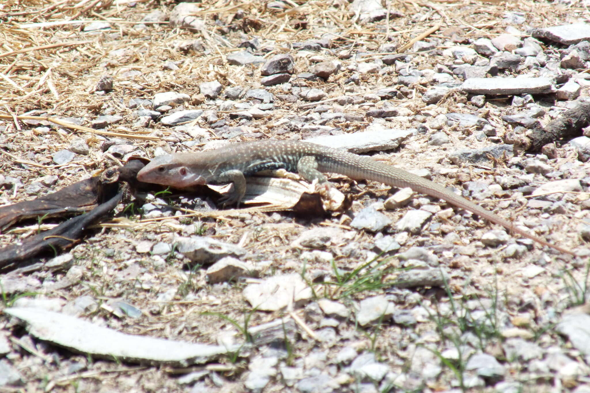 Image of Eastern Spotted Whiptail