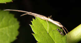 Image of long-jawed orb weavers