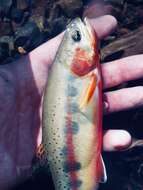 Image of Golden trout