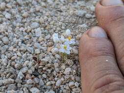 Image of White pygmy-poppy