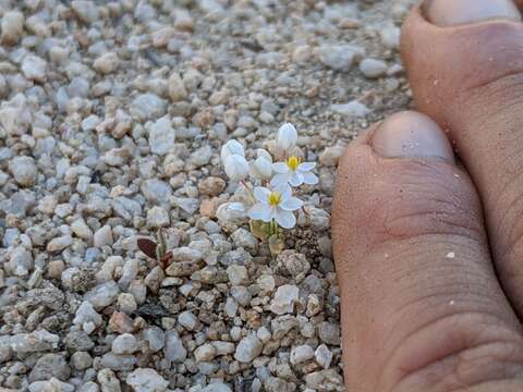 Image of White pygmy-poppy